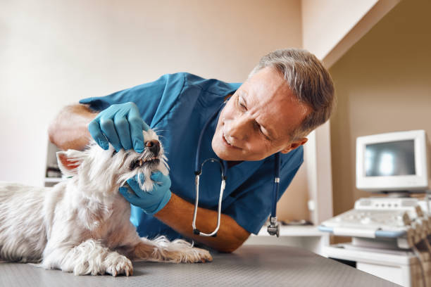 Best Emergency Dental Extractions in Jonesville, MI